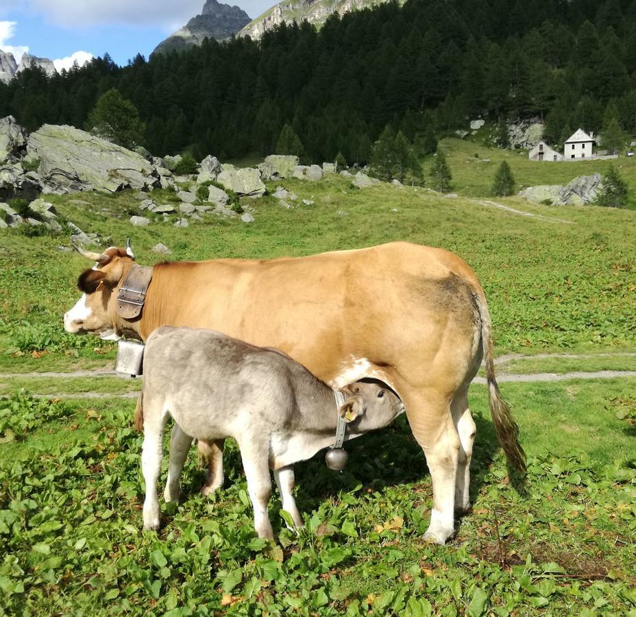 Voglia di Veglia Hotel Varzo Esterno foto